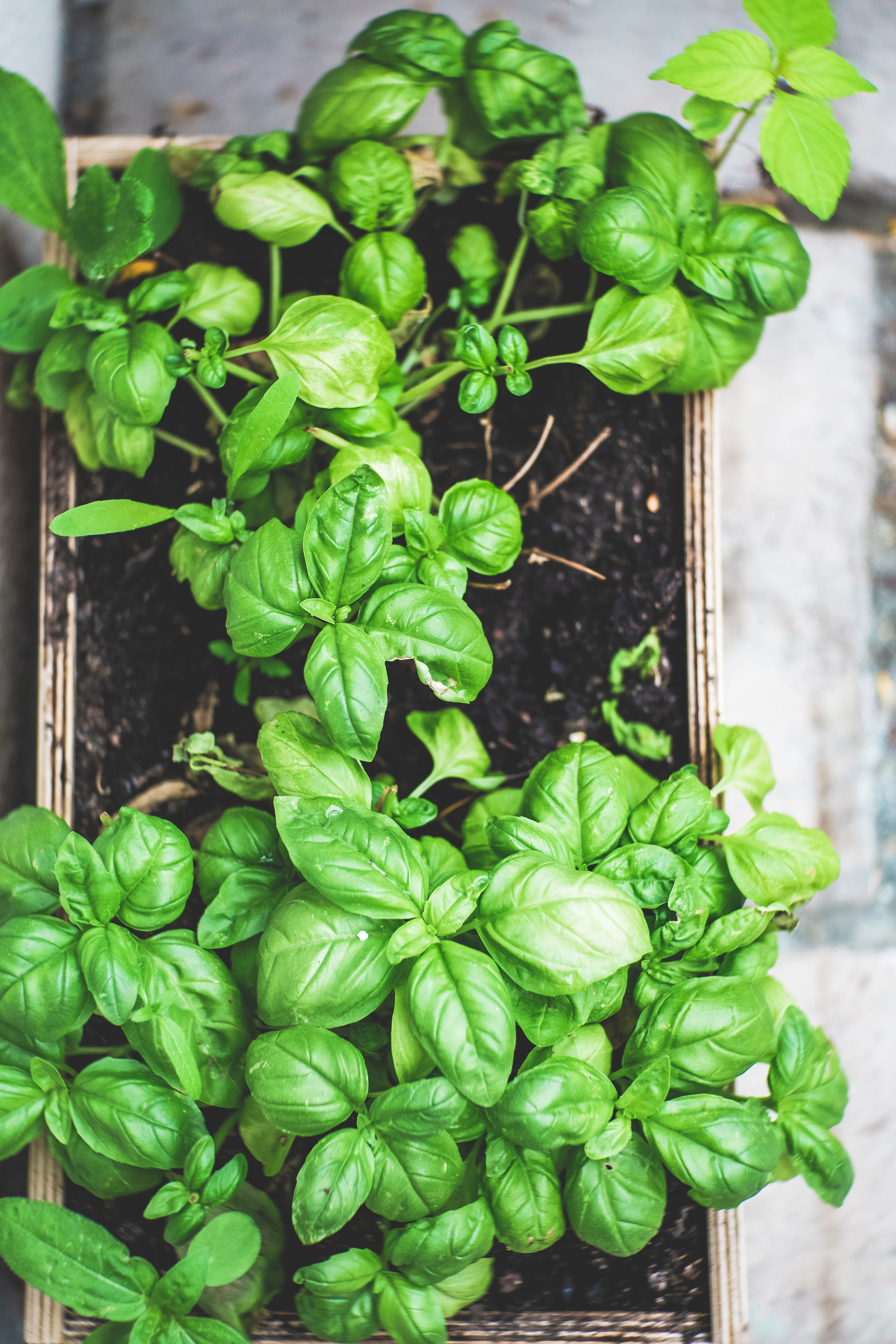 Een foto van een aantal basilicumplanten in een houten pot.