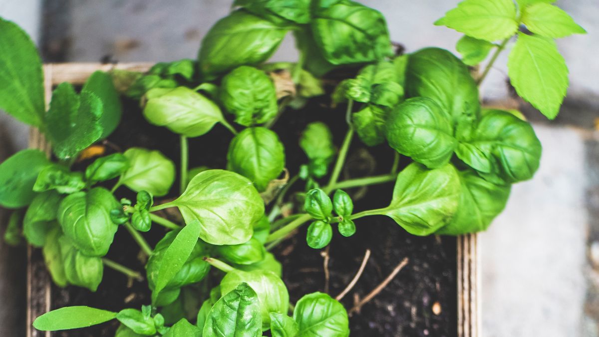 Een foto van een aantal basilicumplanten in een houten pot.