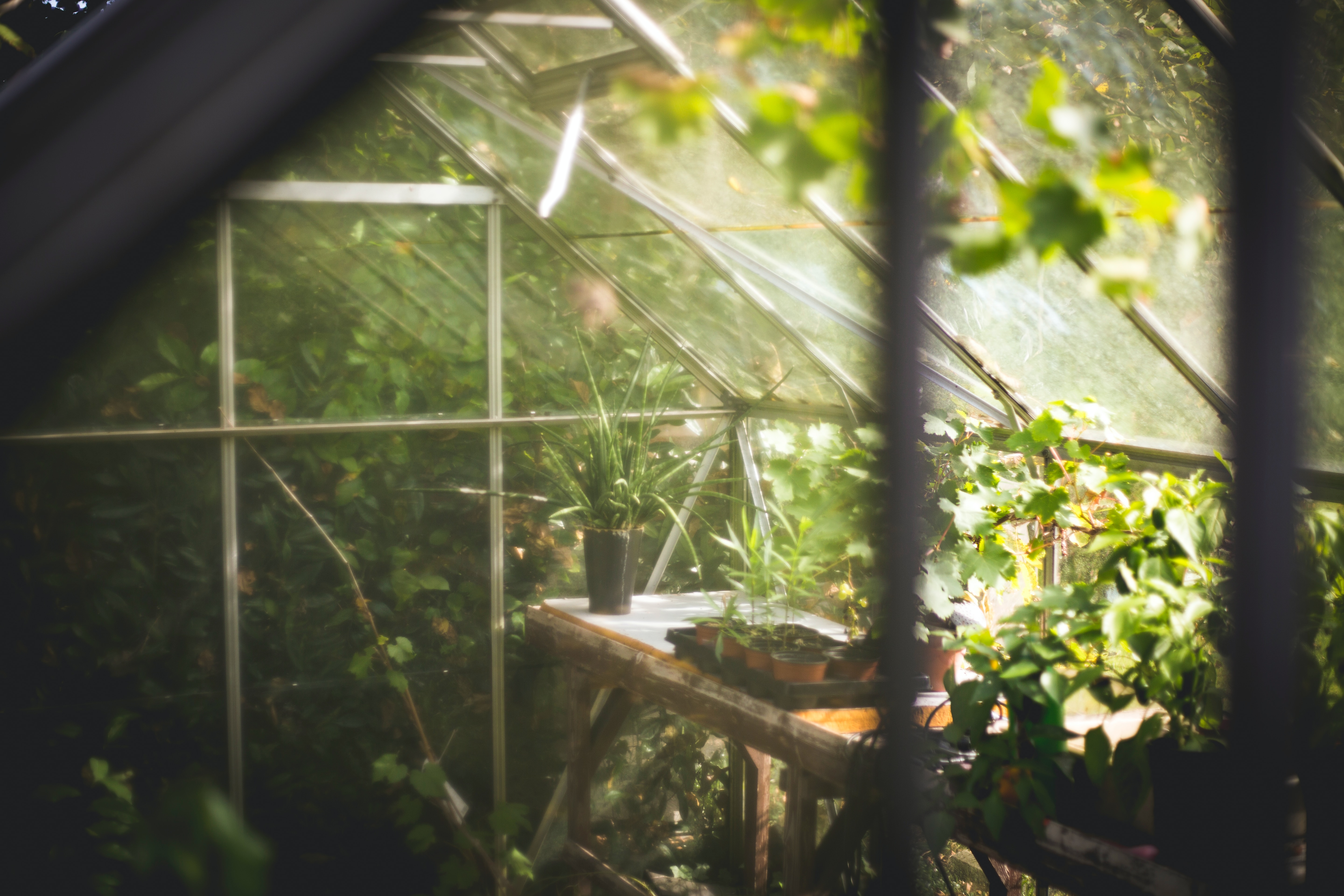 Een foto van een kleine kas met planten